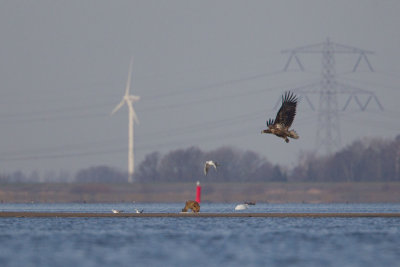 2014-02-17 ijsselmonding zeearend vos.jpg