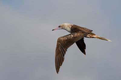 red footed booby zuid chinese zee 2014-02-27 4.jpg