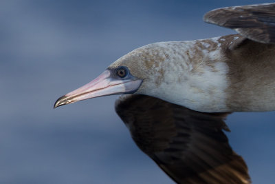 red footed booby zuid chinese zee 2014-02-27 5.jpg