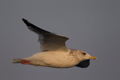 2014-03-03 herring gull.jpg