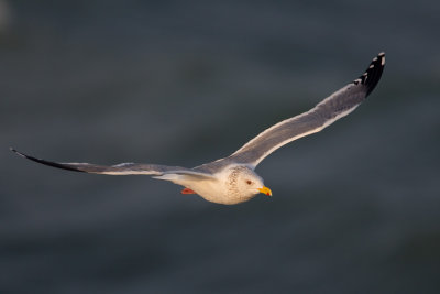 Vega Gull (Larus vegae) een soort Oost-Siberische Zilvermeeuw