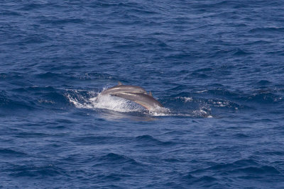 2014-02-28 zuid chinese zee dolfijn van fraser.jpg