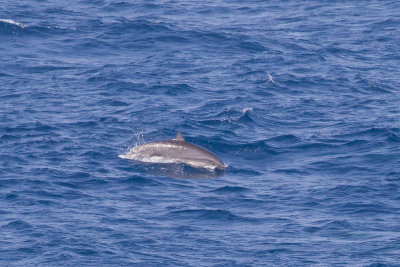 2014-02-28 zuid chinese zee dolfijn van fraser 2.jpg