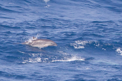 2014-02-28 zuid chinese zee dolfijn van fraser 3.jpg