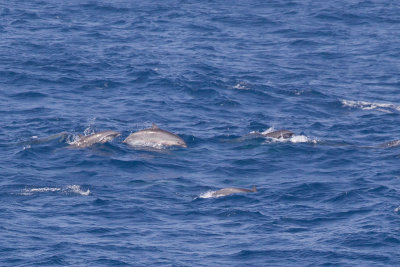2014-02-28 zuid chinese zee dolfijn van fraser 4.jpg