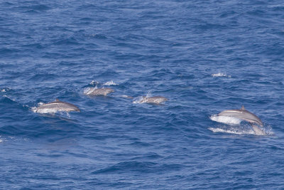 2014-02-28 zuid chinese zee dolfijn van fraser 5.jpg