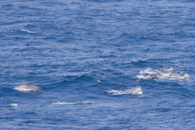 2014-02-28 zuid chinese zee dolfijn van fraser 6.jpg