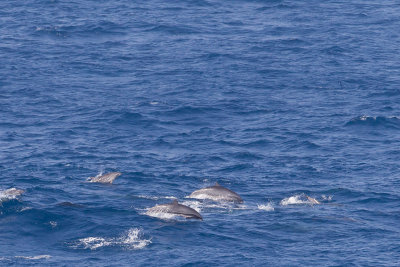 2014-02-28 zuid chinese zee dolfijn van fraser 7.jpg