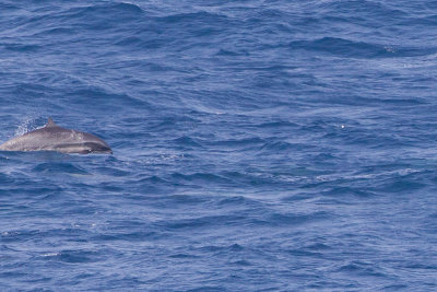 2014-02-28 zuid chinese zee dolfijn van fraser 8.jpg
