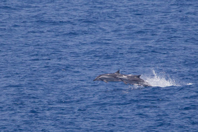 2014-03-20 zuid chinese zee gestreepte dolfijn.jpg
