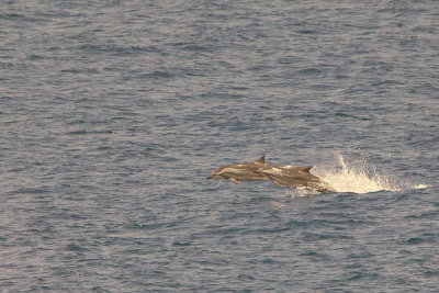 2014-03-20 zuid chinese zee gestreepte dolfijn 2.jpg