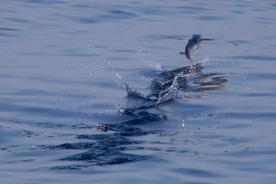 vliegende vis 2-14-05-02 indische oceaan 4.jpg