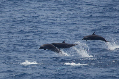 gevlekte dolfijn rode zee 2.jpg