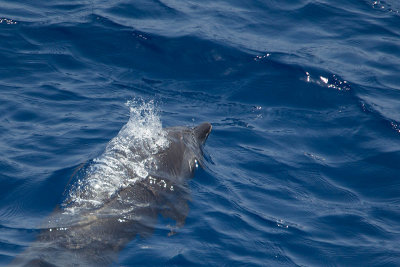 gevlekte dolfijn rode zee 3.jpg
