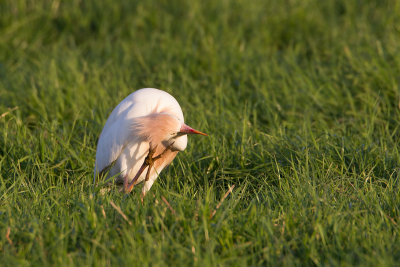 2014-06-12 koereiger mastenbroek 2.jpg