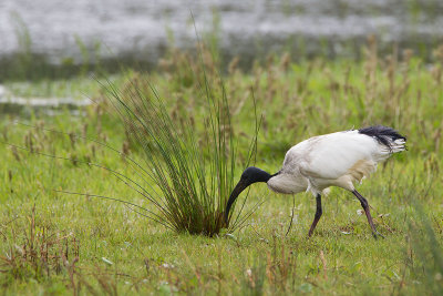 2014-05-11 heilige ibis.jpg
