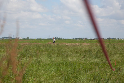 2014-06-13 velduilen zoeken in de polder.jpg