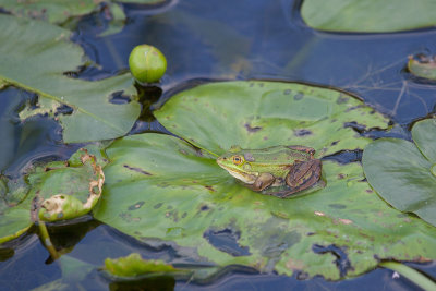 2014-06-027 mastenbroek kikker 5.jpg