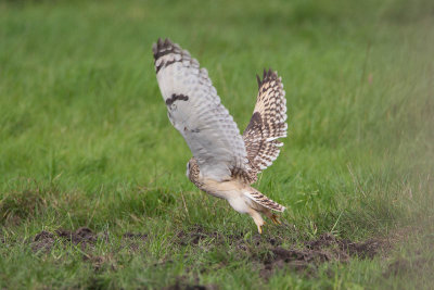 2014-09-09 velduil mastenbroek 4.jpg