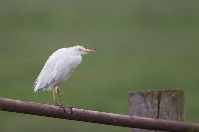 2014-09-10 koereiger mastenbroek.jpg