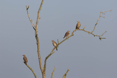 2014-09 grote lijster flevoland.jpg