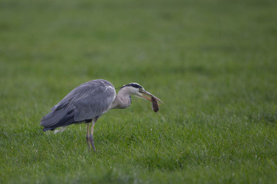 blauwe_reiger