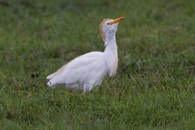 koereiger