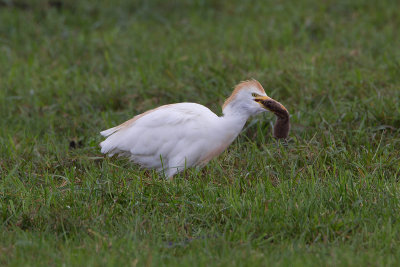 2014-09-26 koereiger mastenbroek 3.jpg