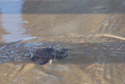 2014-10-02 Zakinthos schildpad 4.jpg