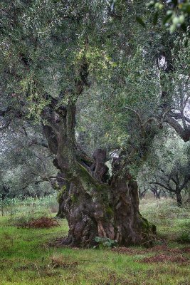 2014-10-05  zakynthos  olijfboom 4.jpg