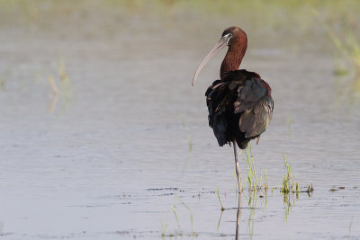 03-06-2014 zwarte ibis griekenland.jpg