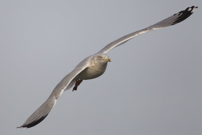 2015-01-04 zxilvermeeuw ijsselmond.jpg