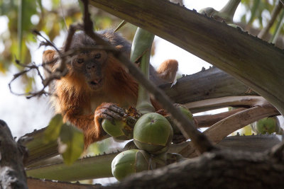 2015-01-13 monkey gambia 2.jpg