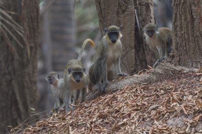 2015-01-13 monkey gambia 3.jpg