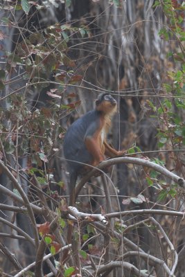 2015-01-13 monkey gsambia .jpg