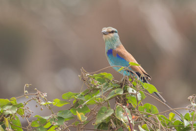 2015-01-13 sharrelaar gambia 2.jpg