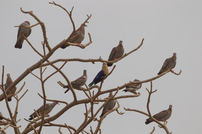 2015-01-14 Gambia blauwbuikscharrrelaar.jpg