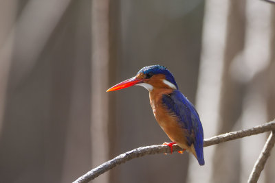 2015-01-14 Gambia malachietijsvogel.jpg