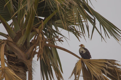 2015-01-16 gambia palmgier.jpg