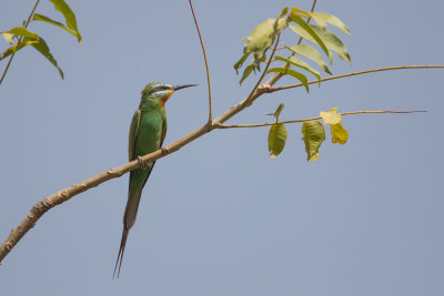 2015-01 17 gambia groene bijeneter 2.jpg