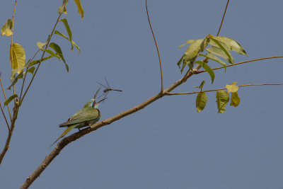 2015-01 17 gambia groene bijeneter.jpg