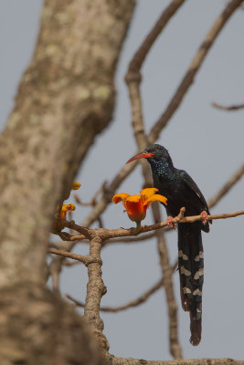 2015-01 17 gambia groene kakelaar.jpg