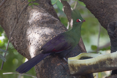 2015-01 17 gambia groene turaco 2.jpg