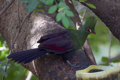 2015-01 17 gambia groene turaco.jpg