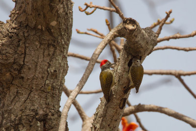 2015-01 17 gambia kardinaalsspecht.jpg