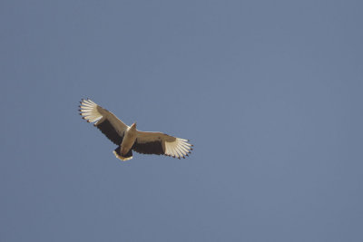 2015-01 17 gambia palmgier.jpg