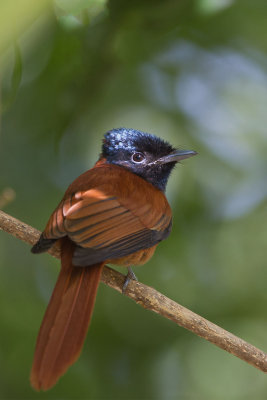 2015-01 17 gambia roodbuikparadijsnonarch.jpg