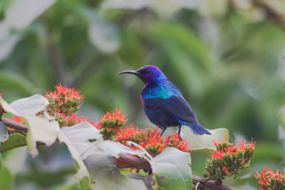 2015-01 17 gambia sunbird.jpg