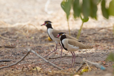 2015-01 17 gambia zwartkopkievit.jpg