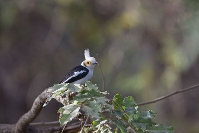 2015-01-17 White Helmetshrike Gambia 4.jpg